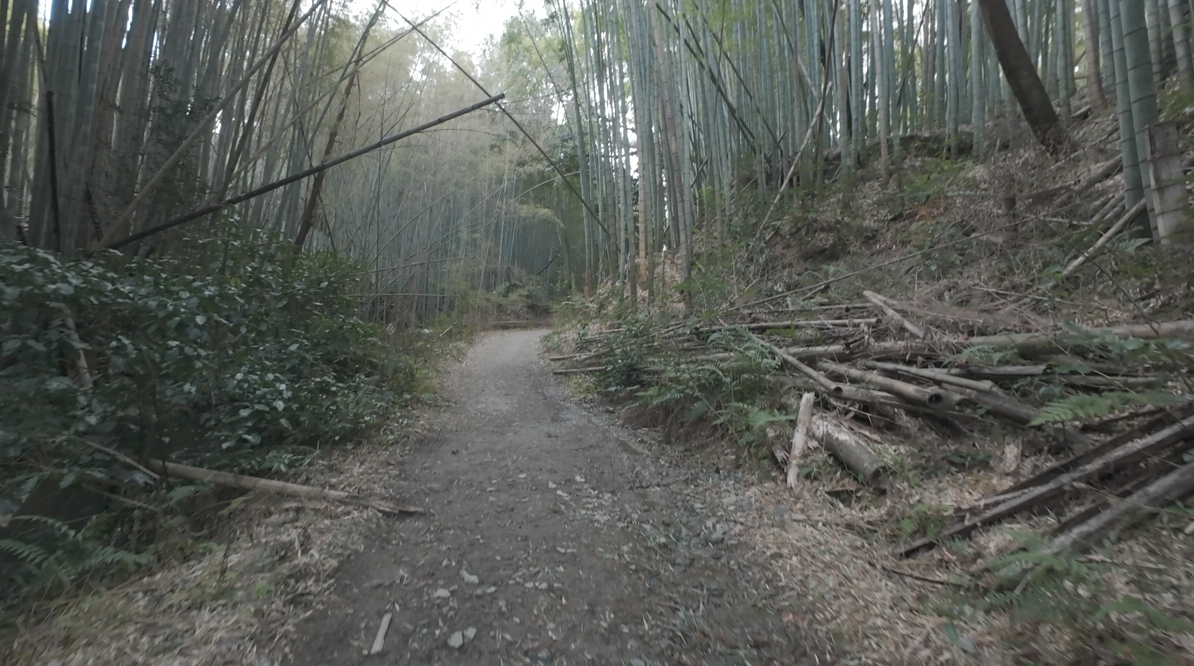 大岩神社へ続く竹林の道